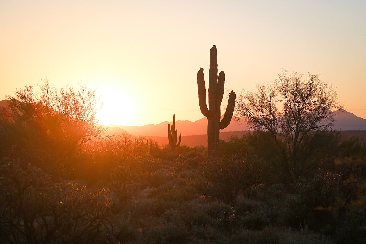 Navigating the Digital Desert: A Guide to Phoenix IT Support
